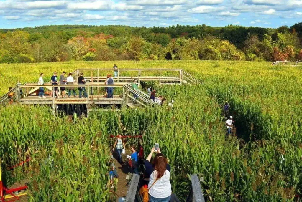 Dr-Davies-Farm-Corn-Maze