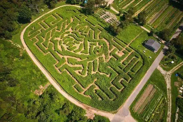 Queens-County-Farm-Corn-Maze-1