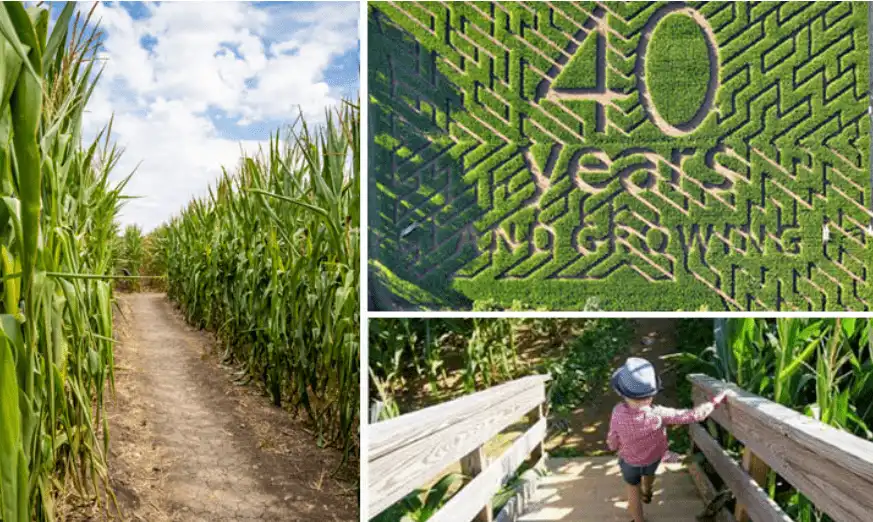 alstede-farm-corn-maze