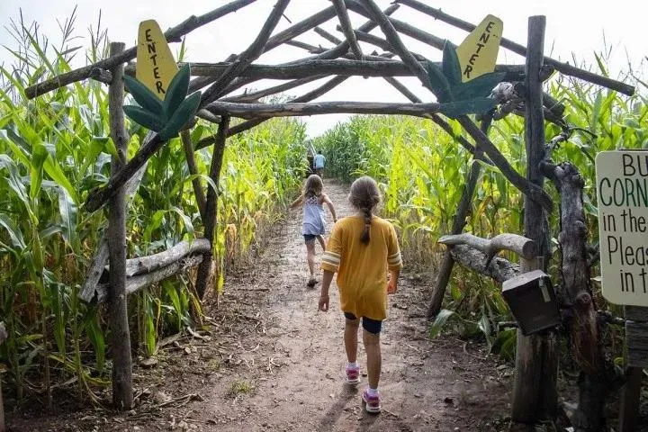 corn maze 2