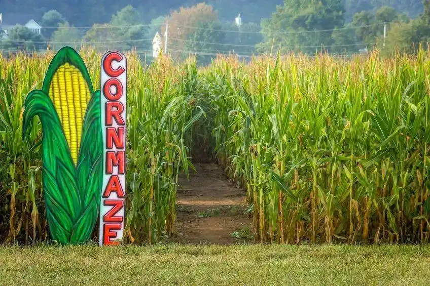 corn-maze-entrance