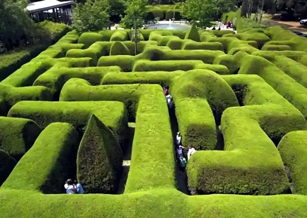 Ashcombe Maze, Australia