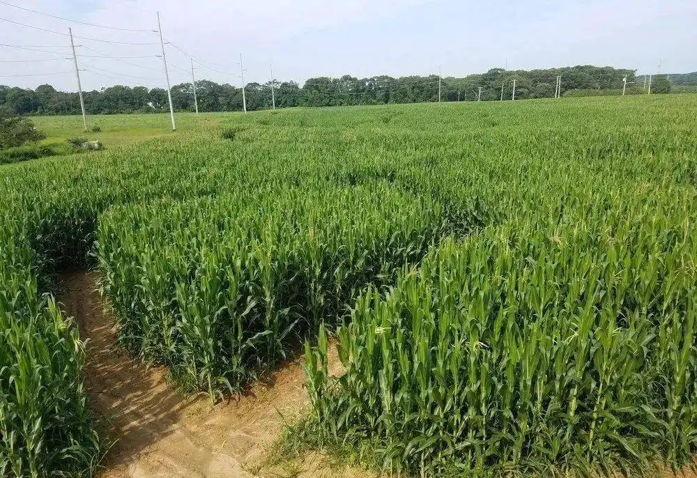 lewin-farm-corn-maze