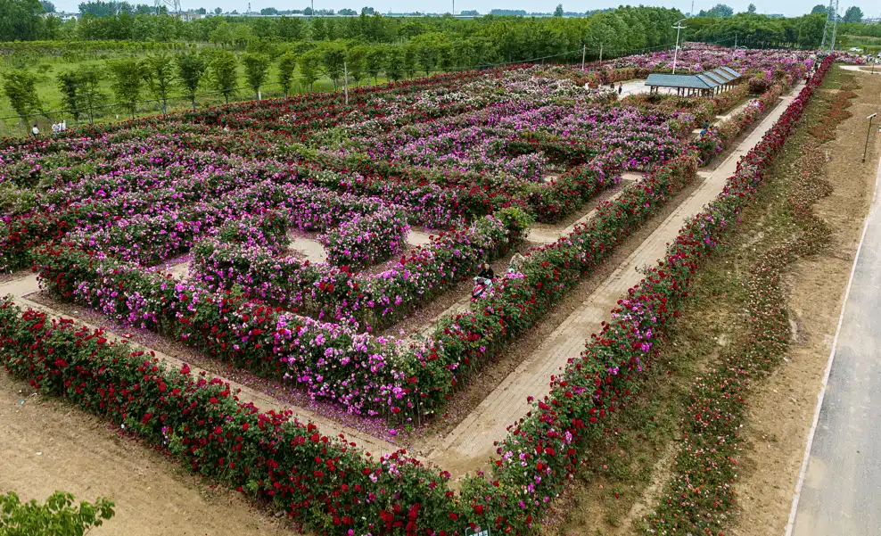 china-rose-maze-2