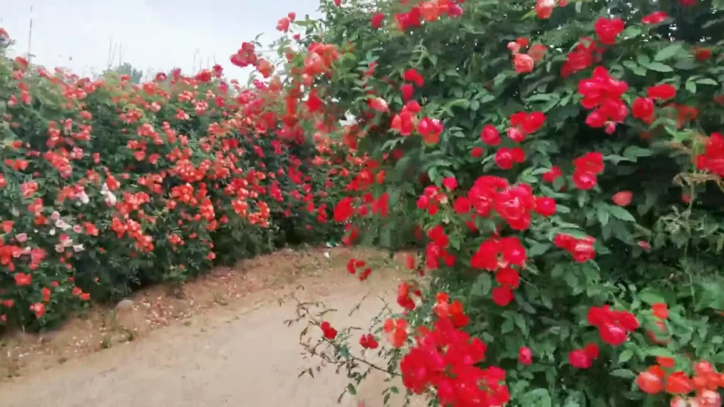 china-rose-maze-4