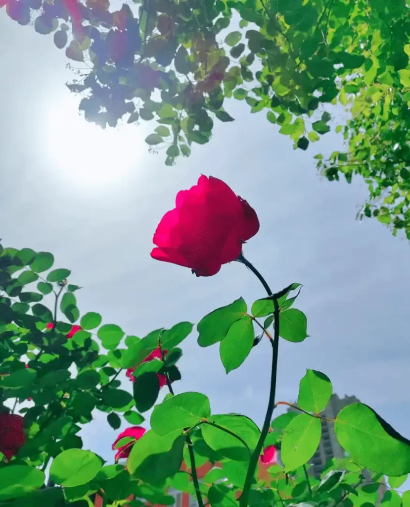 china-rose-maze-6