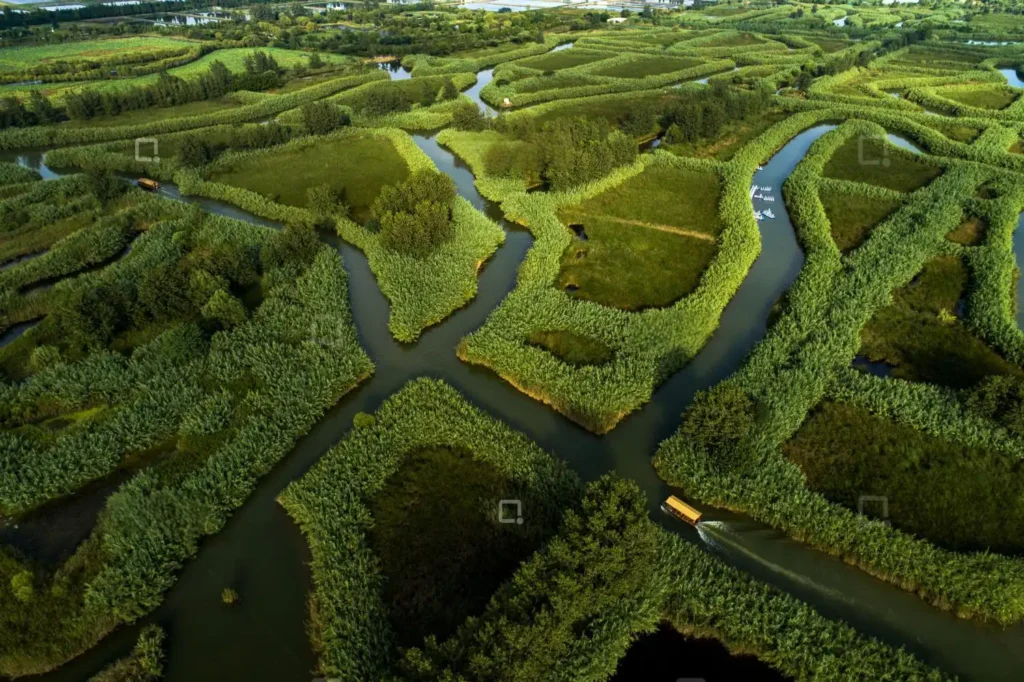 hong-ze-reed-maze-1
