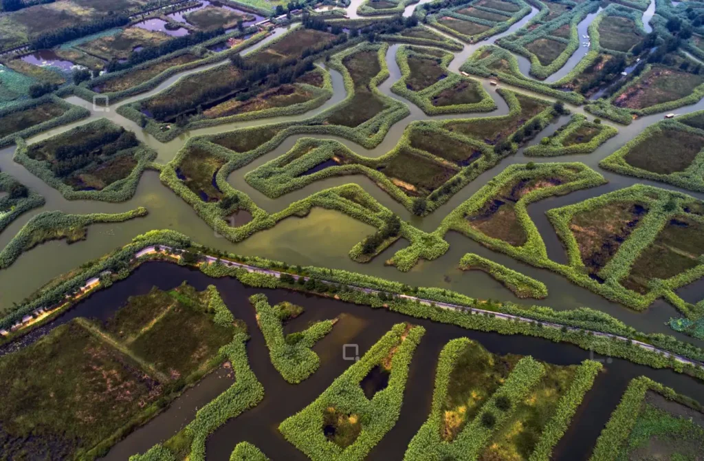 hong-ze-reed-maze-3
