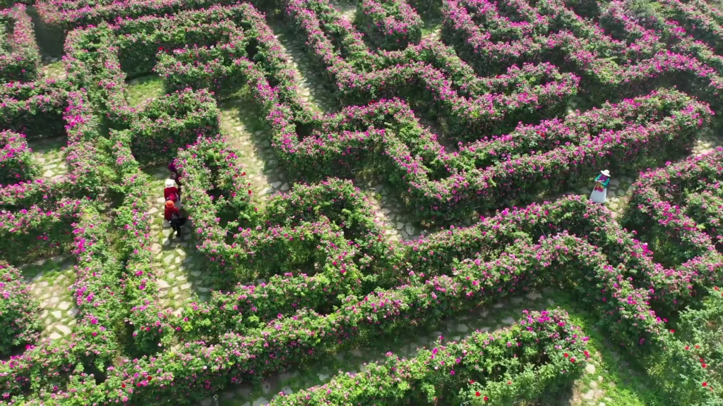 anlong-flower-maze-2
