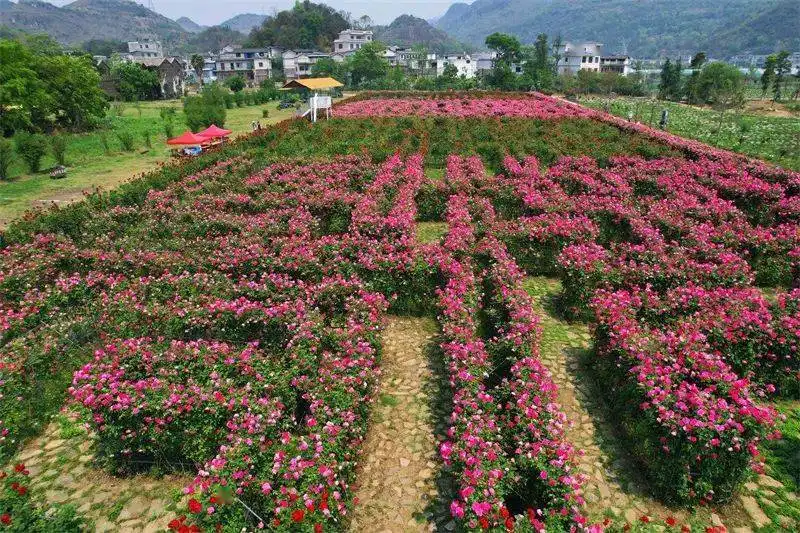 anlong-flower-maze-3