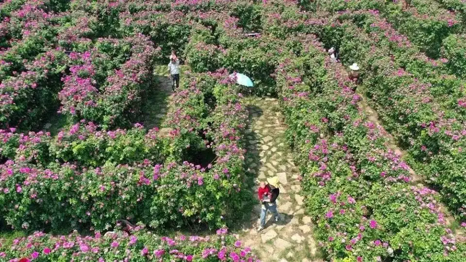 anlong-flower-maze-4
