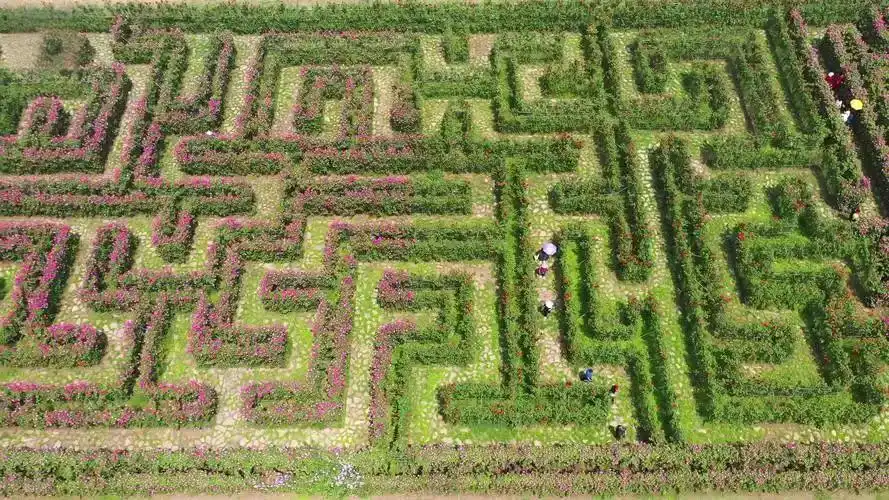 anlong-flower-maze-5