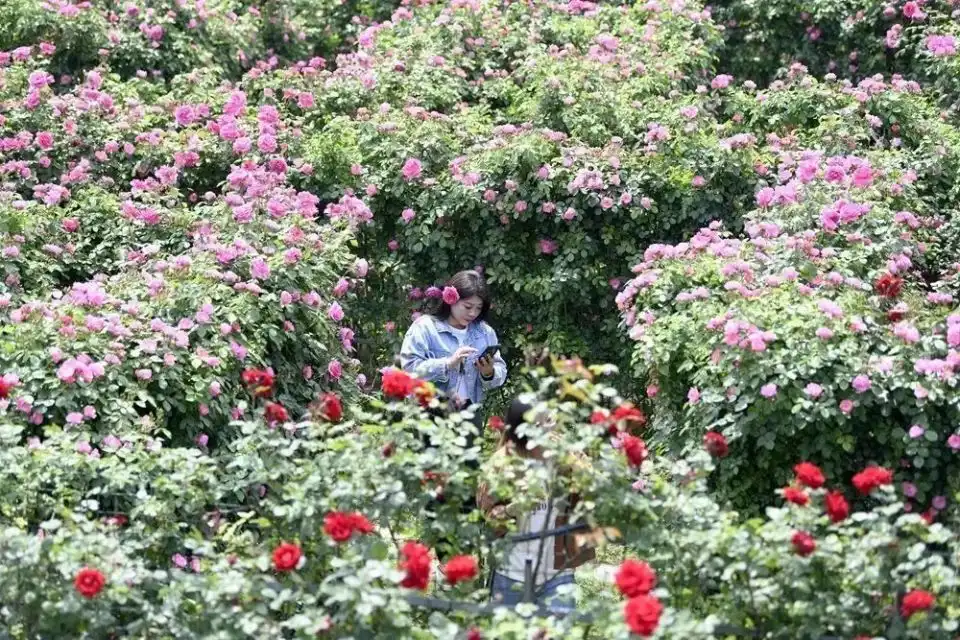 anlong-flower-maze-6