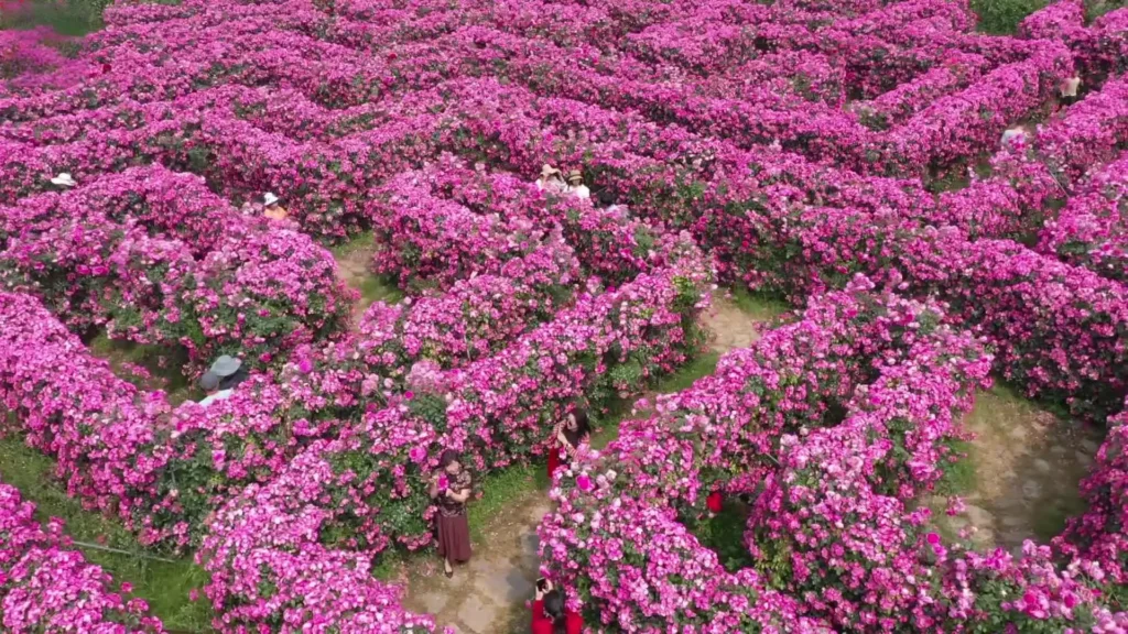 anlong-flower-maze-7