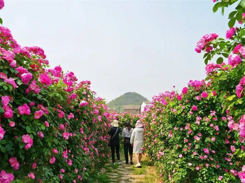 anlong-flower-maze-7