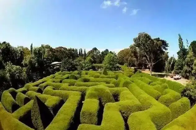 ashcombe-maze-1