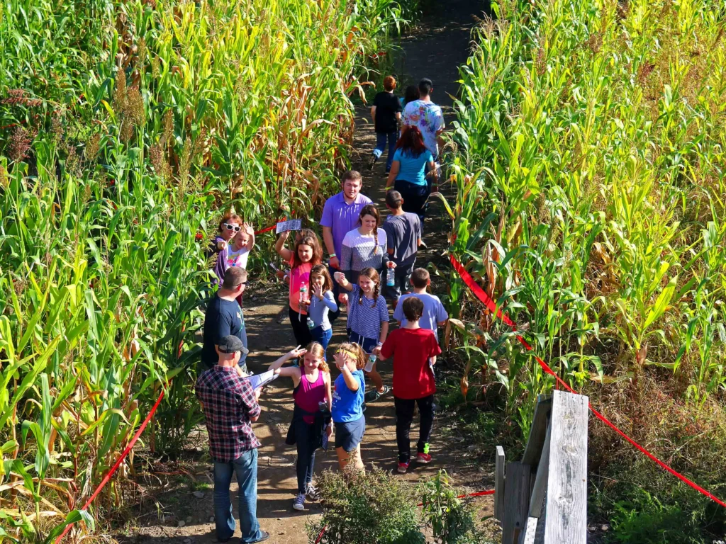 davis-mega-maze-7
