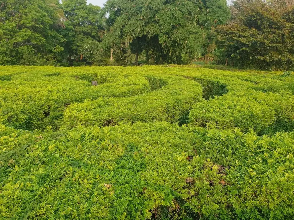 pete-maze-2