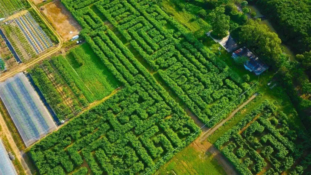 wuguishan-grass-maze-4