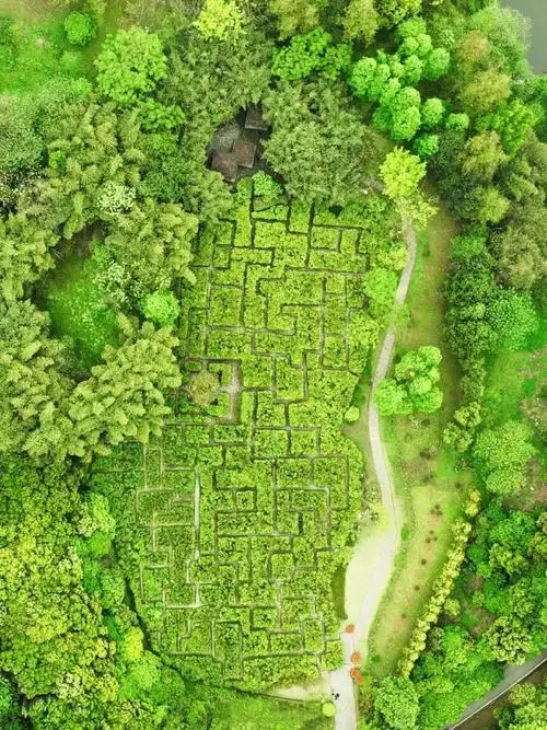eyas-plants-maze-1