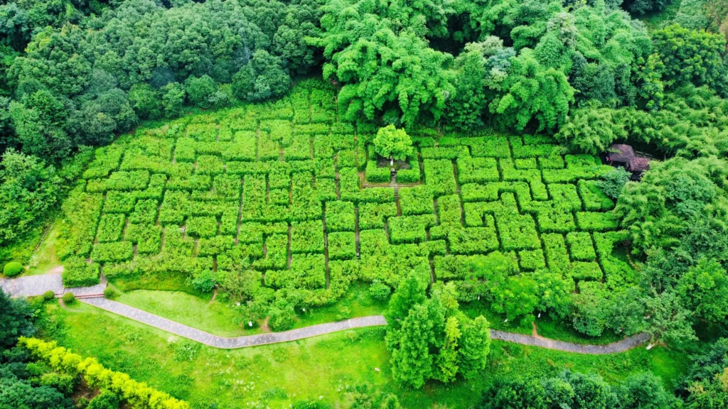 eyas-plants-maze-5