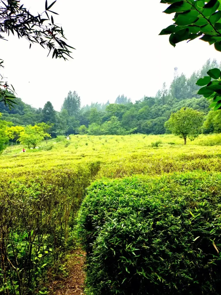 eyas-plants-maze-6