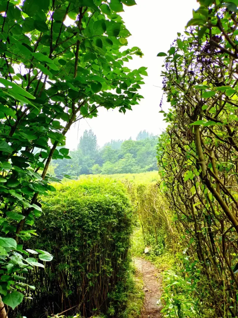 eyas-plants-maze-7