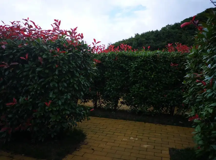 maze-of-sea-flower-9