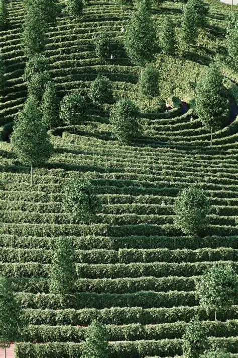 parc-de-la-distance-labyrinth-6