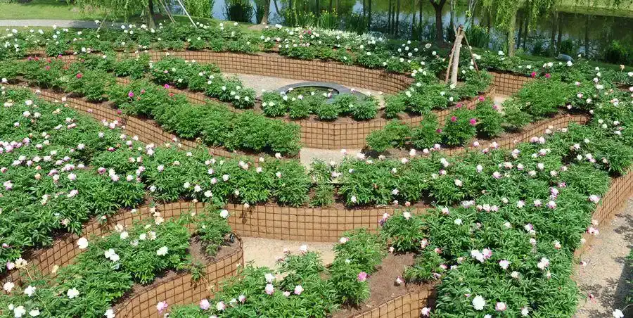 peony-maze-in-shanghai-1