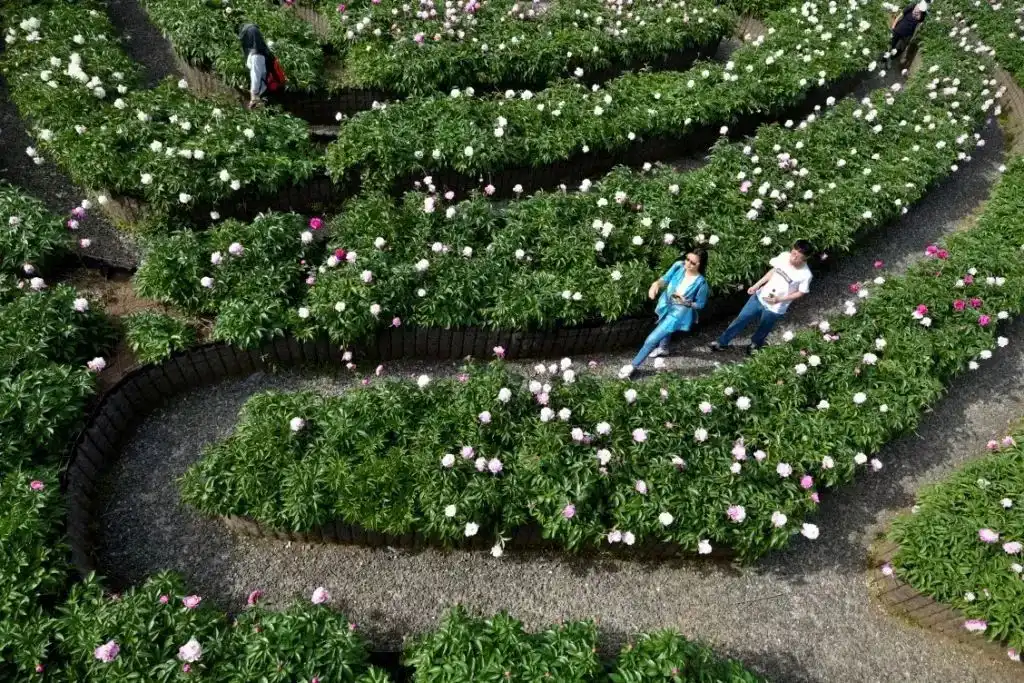 peony-maze-in-shanghai-2