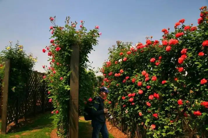 peony-maze-in-shanghai-5