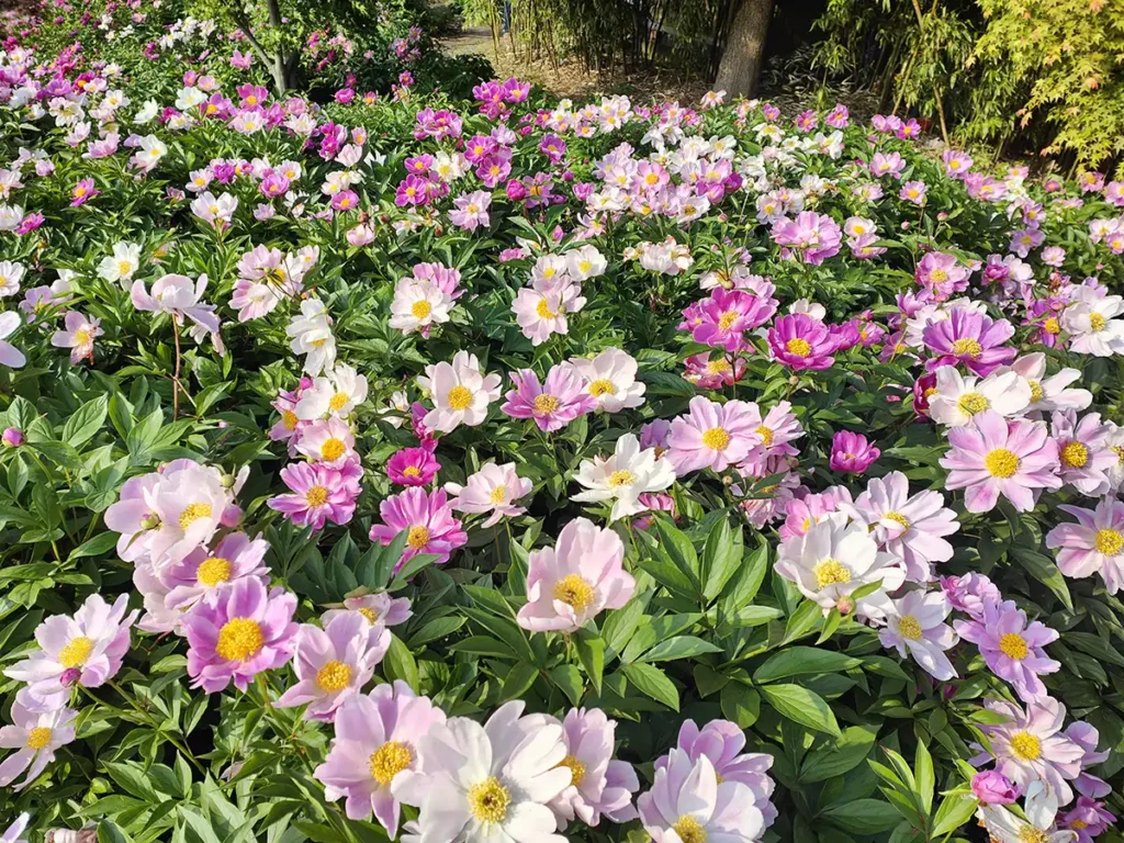 peony-maze-in-shanghai-7
