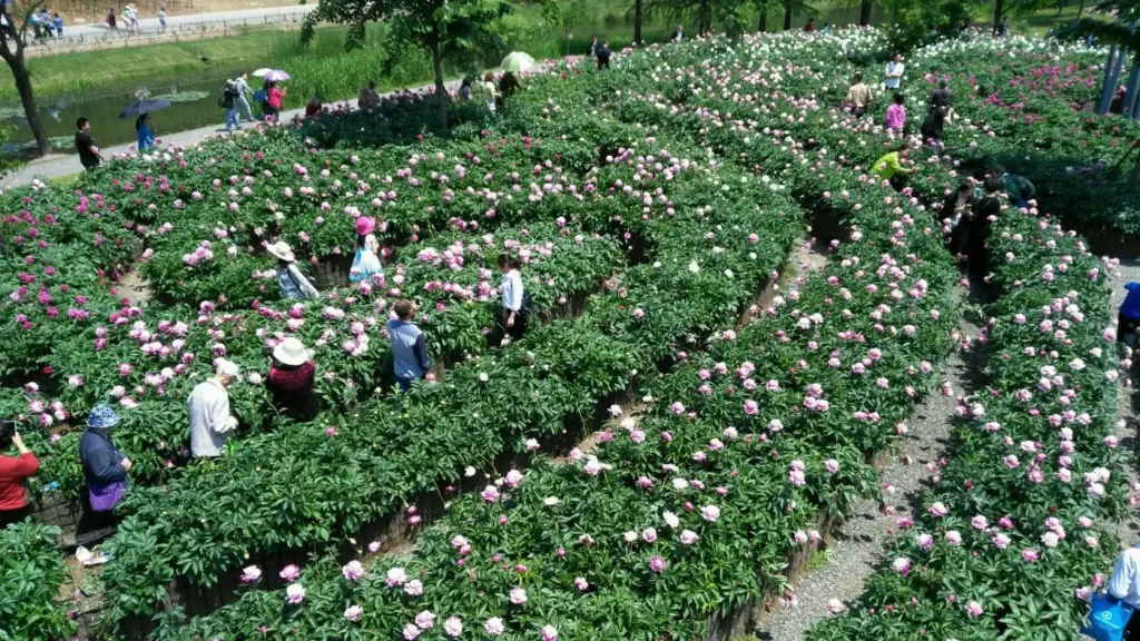 peony-maze-in-shanghai-8