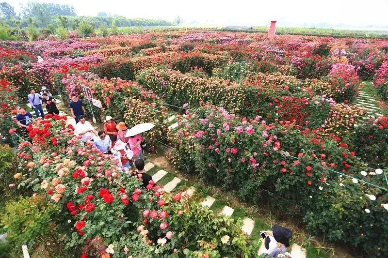rose-maze-1