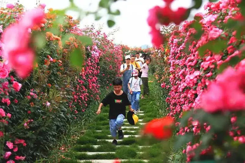 rose-maze-2