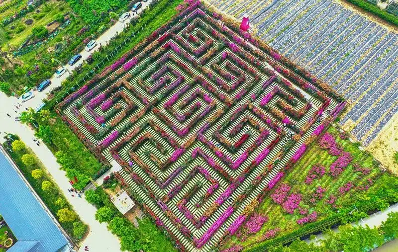 rose-maze-3