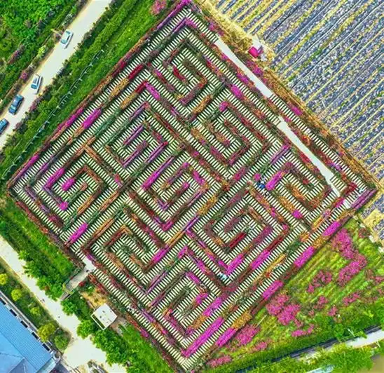 rose-maze-4