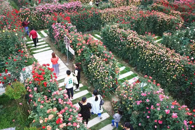 rose-maze-5