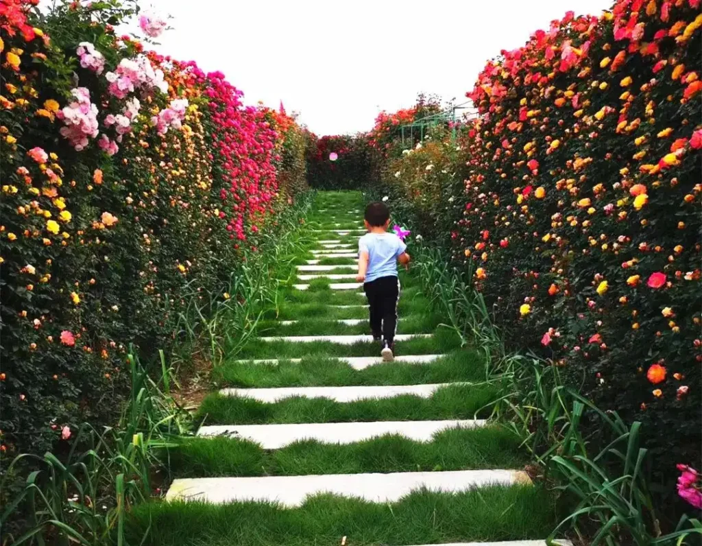 rose-maze-6