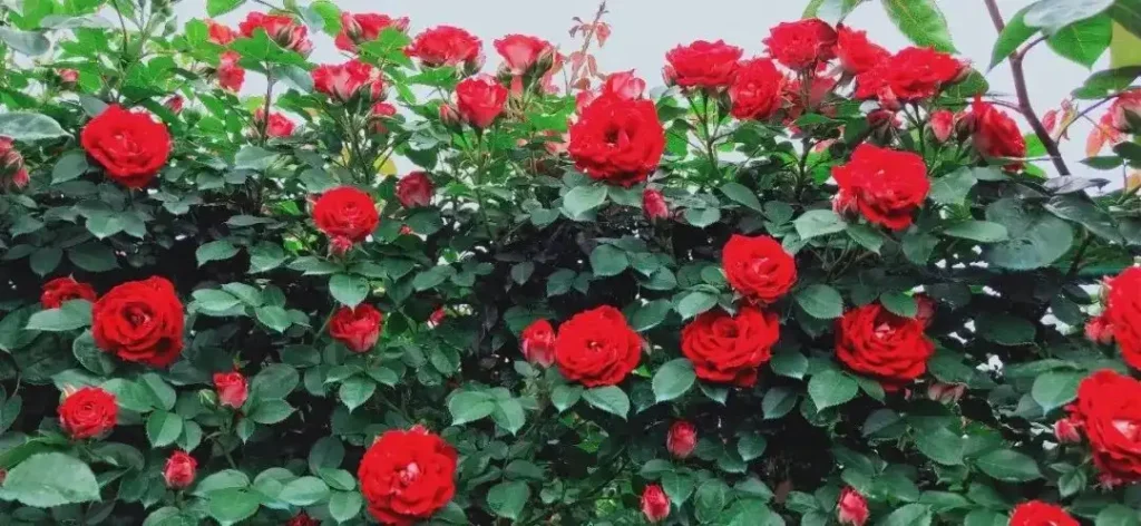 rose-maze-7