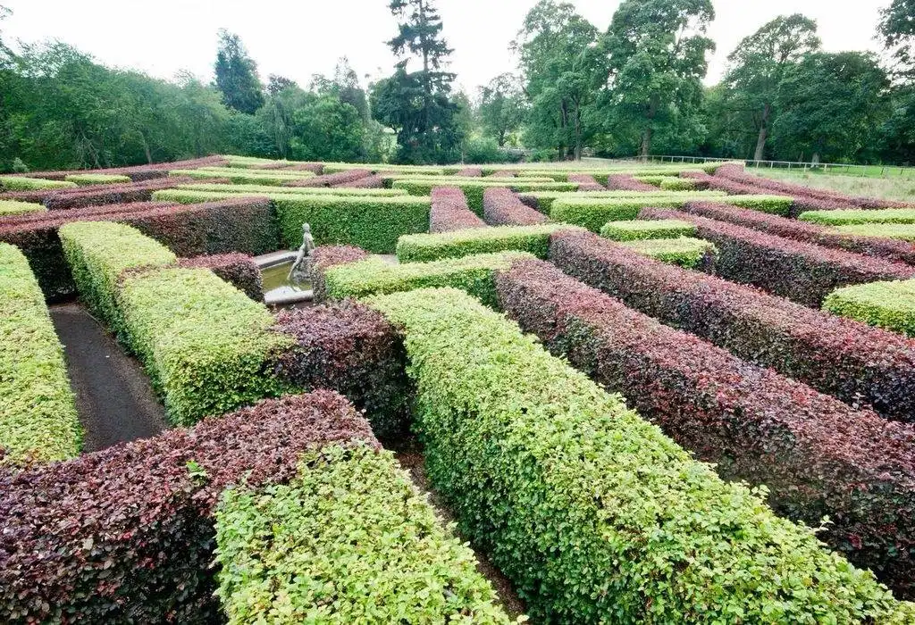 scone-palace-maze-4