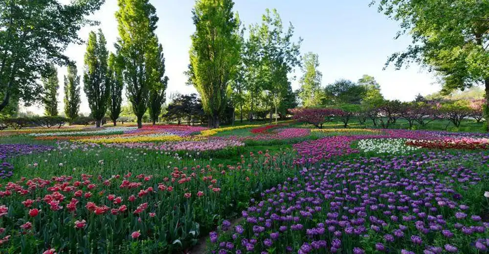 maple-forest-flower-sea-maze-8