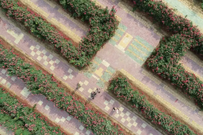 rose-maze-in-baixiang-3