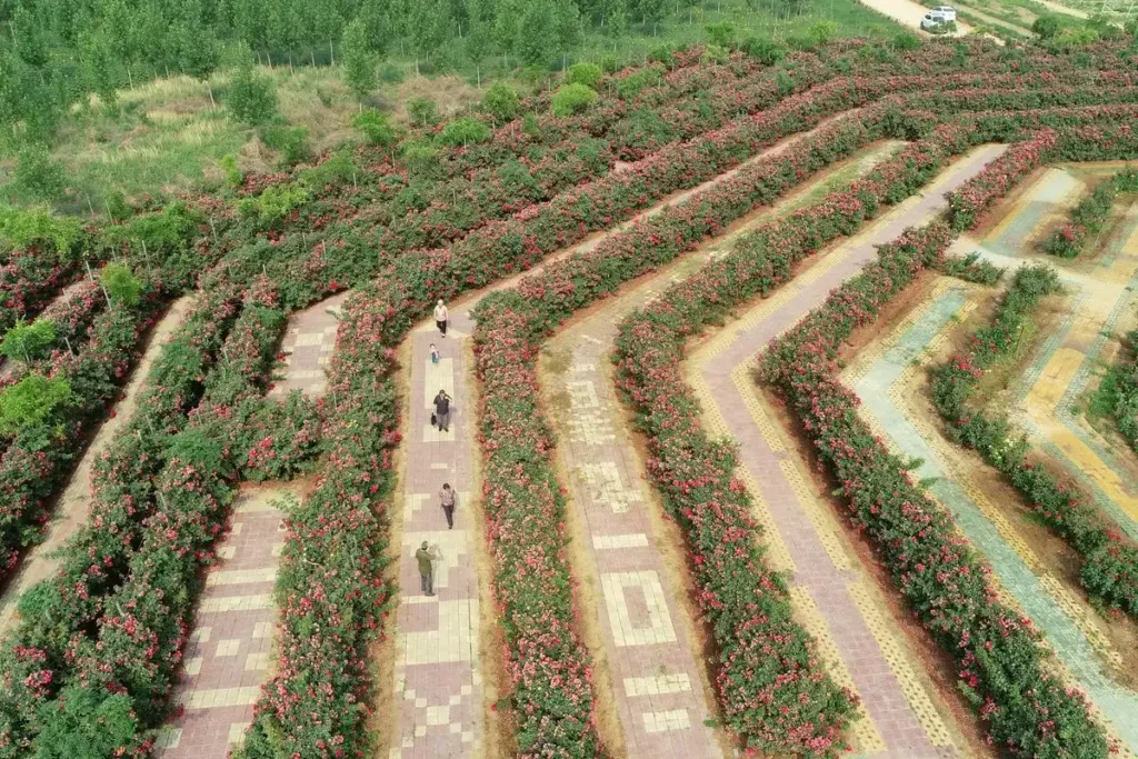 rose-maze-in-baixiang-4