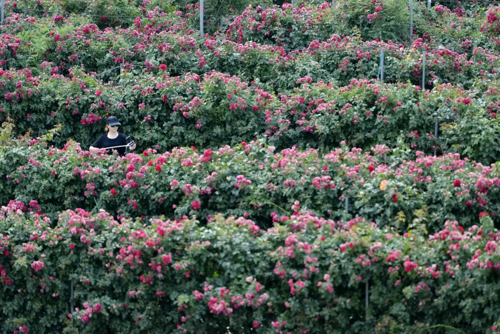 rose-maze-in-baixiang-5