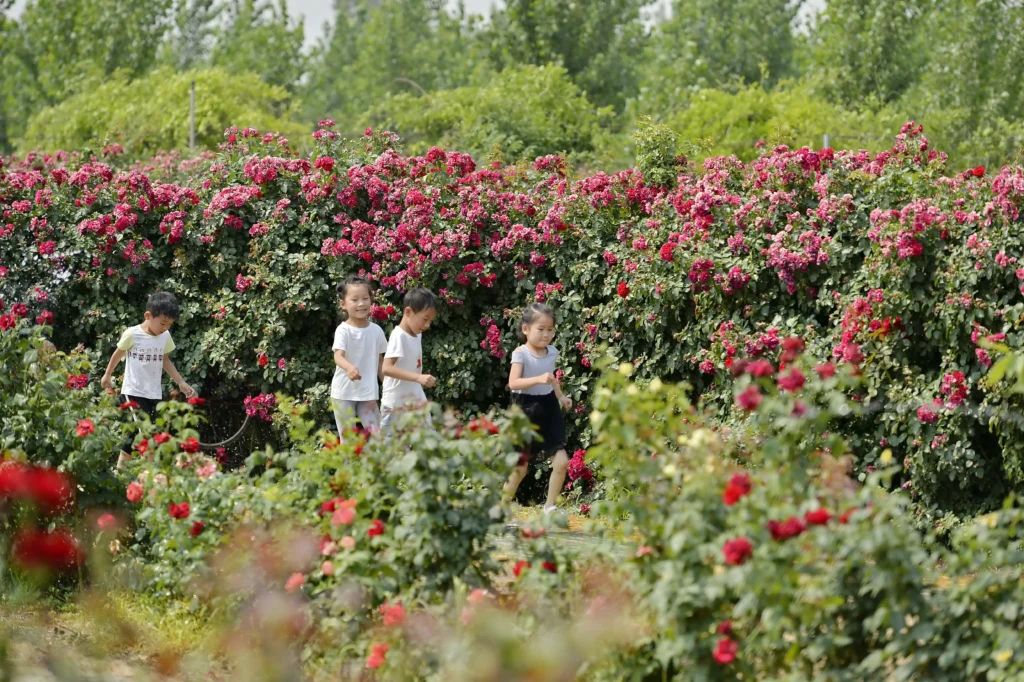 rose-maze-in-baixiang-6