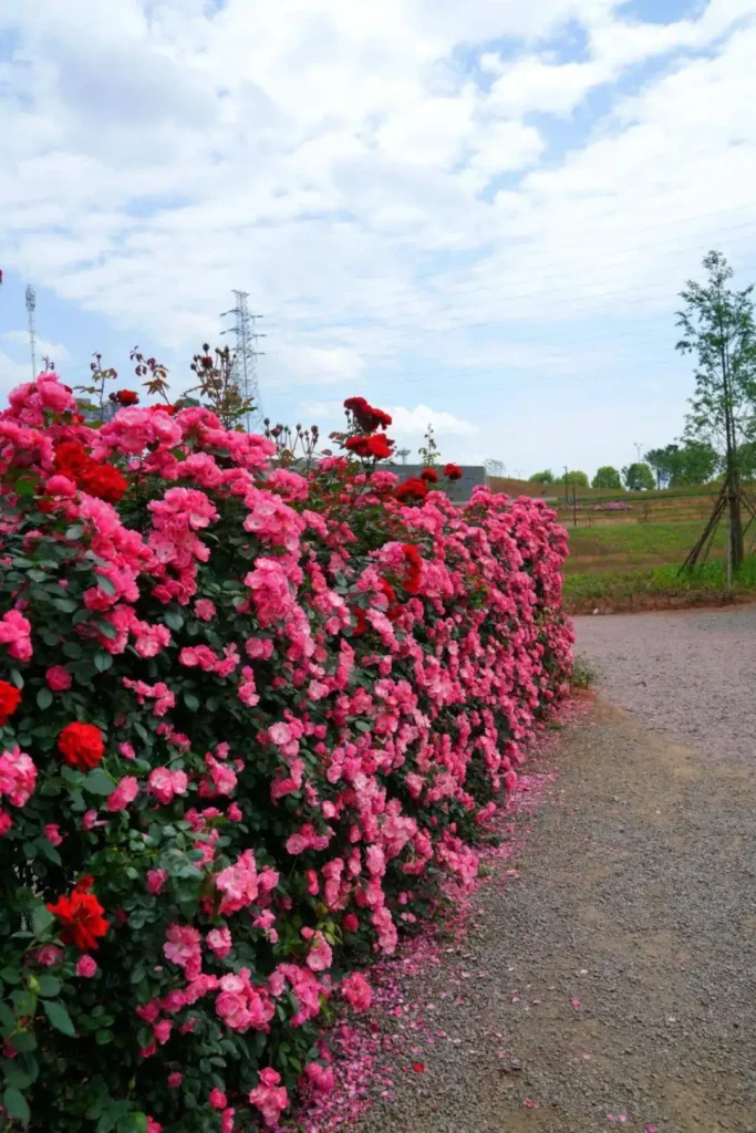 yiwu-rose-maze-4
