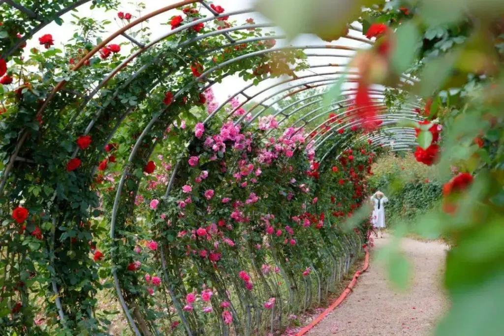 yiwu-rose-maze-5
