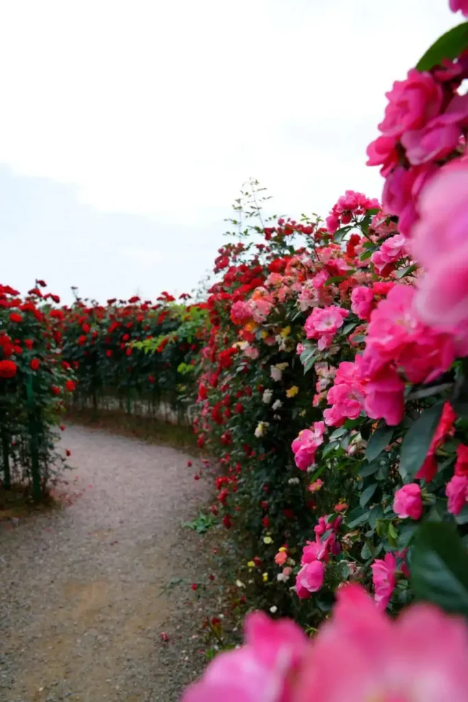yiwu-rose-maze-6
